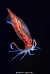 Squid on  bonfire dive by Penn De Los Santos 
